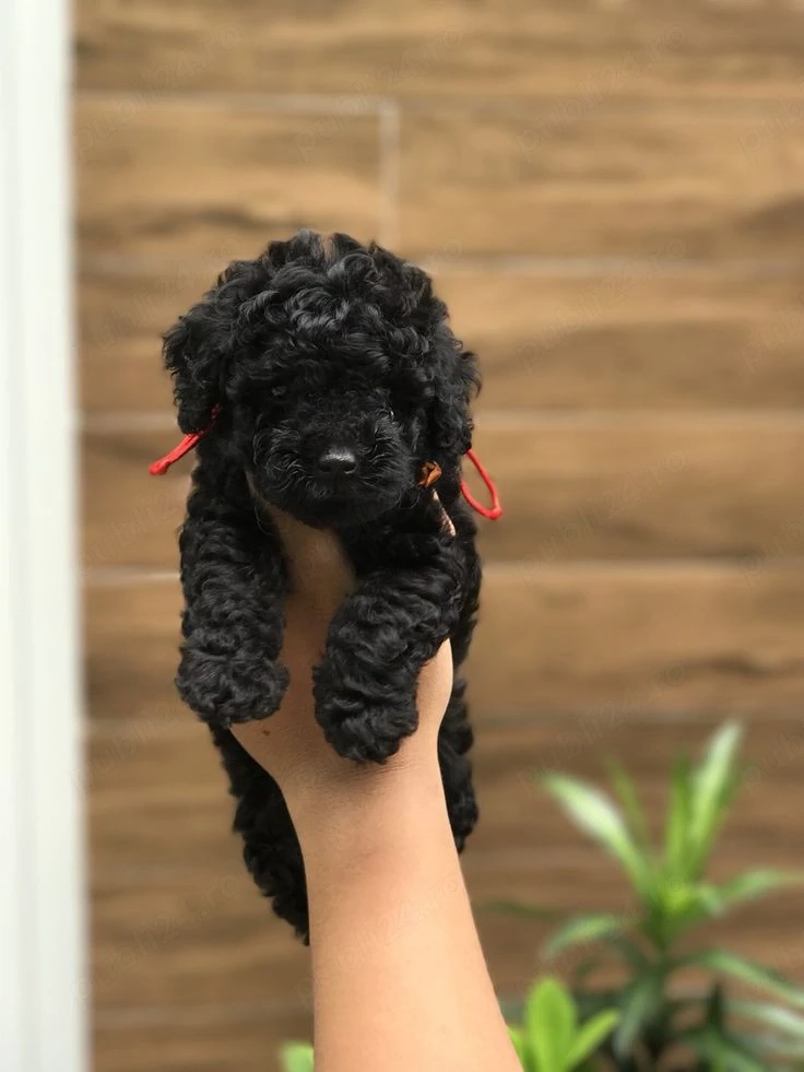 chaniche poodle black mini toy 