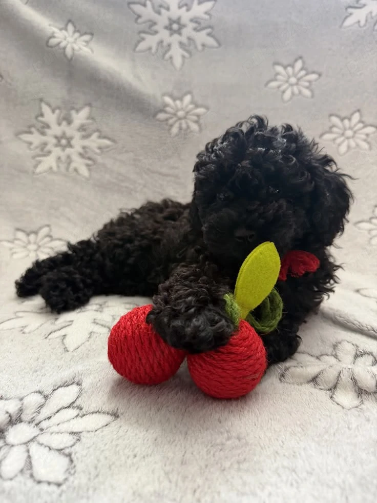 chaniche poodle black 