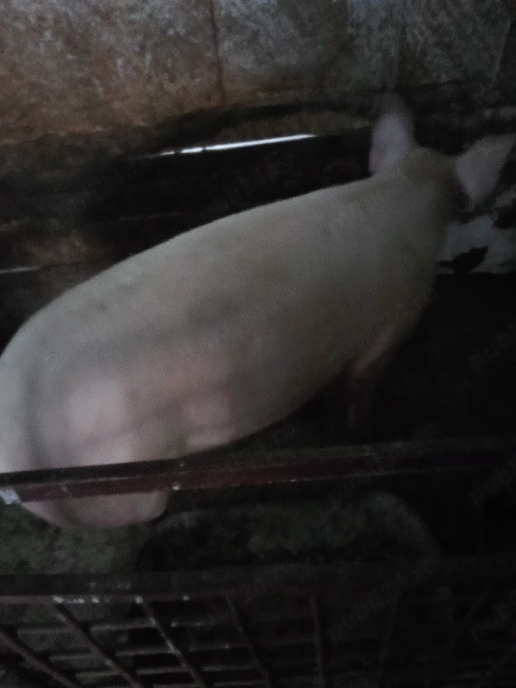 vind porc pt sacrificat intretinut  cu ceriale  