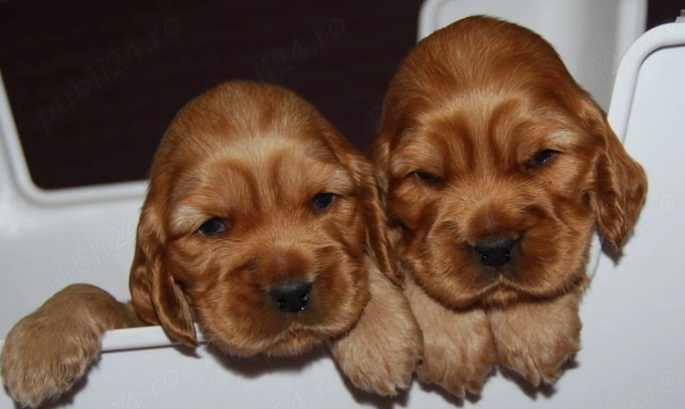 Catelusi Cocker Spaniel   furnizor autorizat   pe baza de factura fiscala