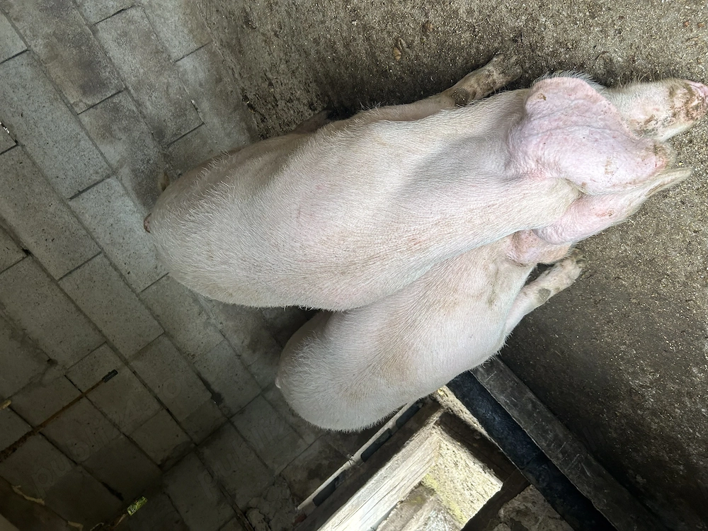 Vând porci rasă de carne 