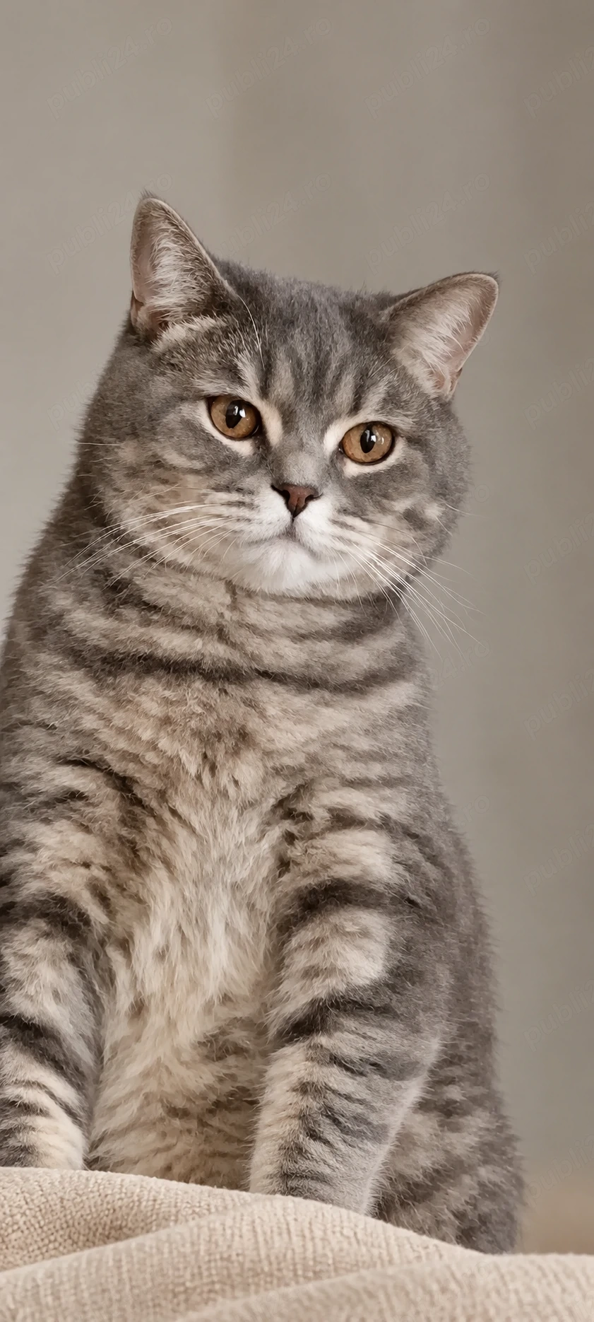 British Shorthair Silver Taby
