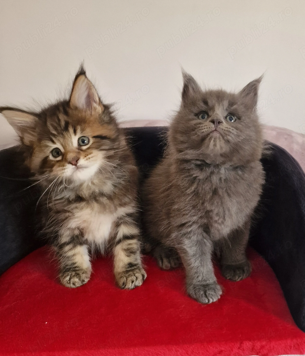 Puiuți maine coon