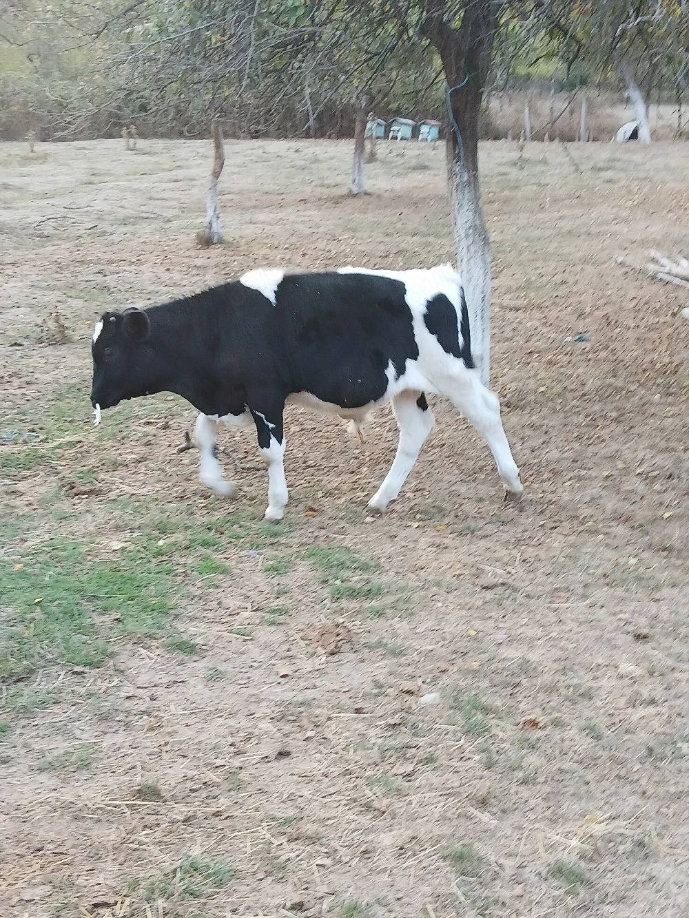 tauras holstein