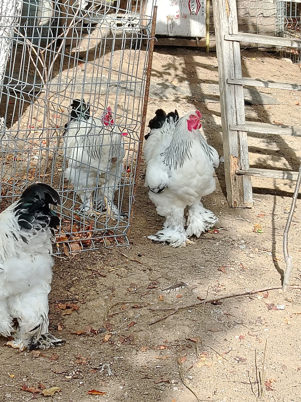 Vând Cocoș Brahma herminat deschis 
