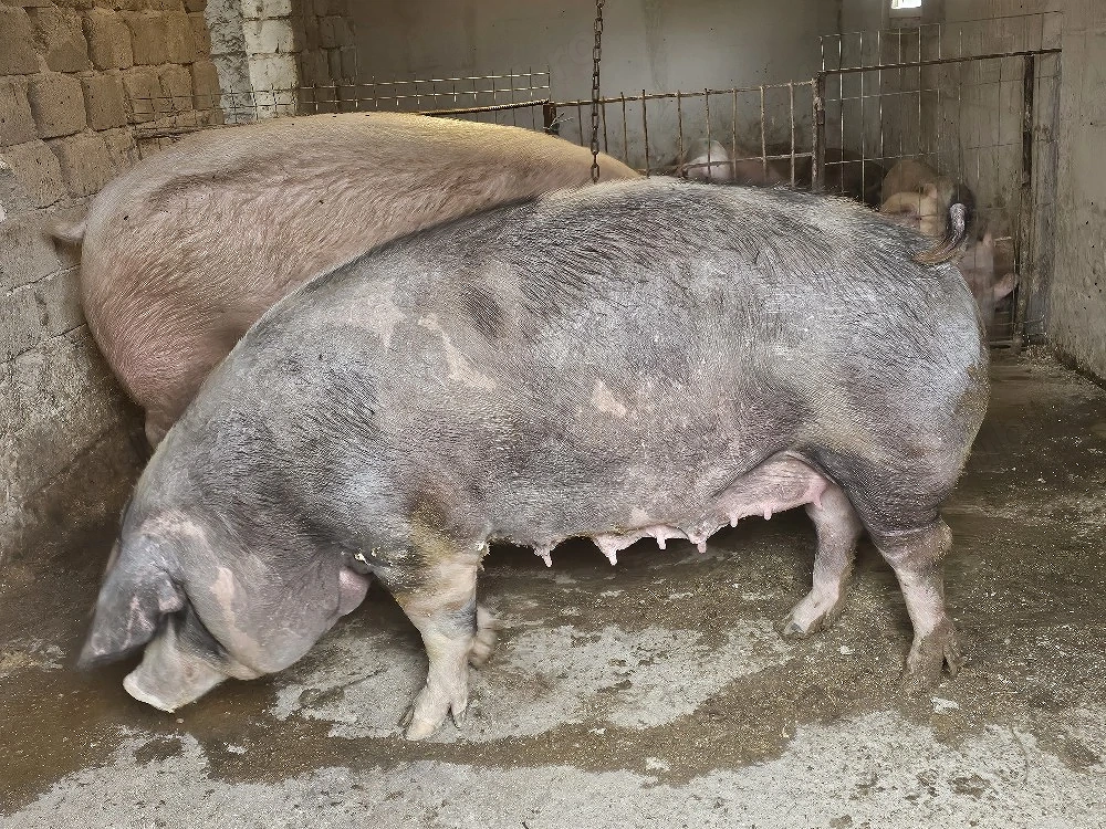 vand 2 scrofita de calitate de carne una de 430 kg si una 280 kg 