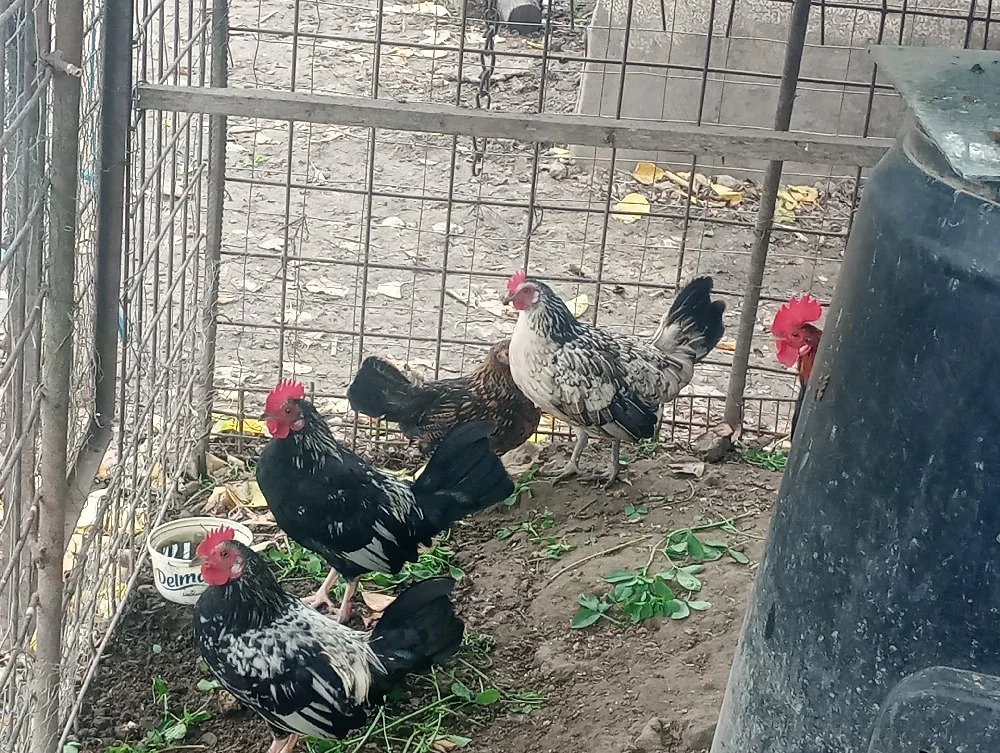 găini-cocoși (pitice)