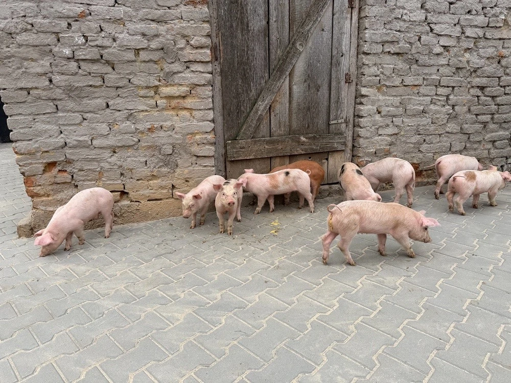 Purcei de 6 săptămâni 