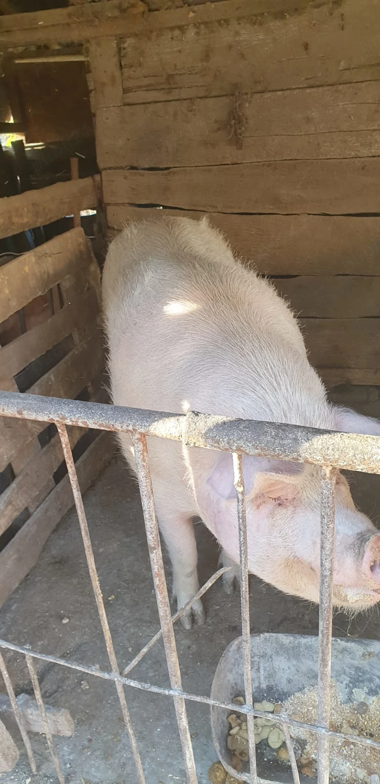 Vând porci grași