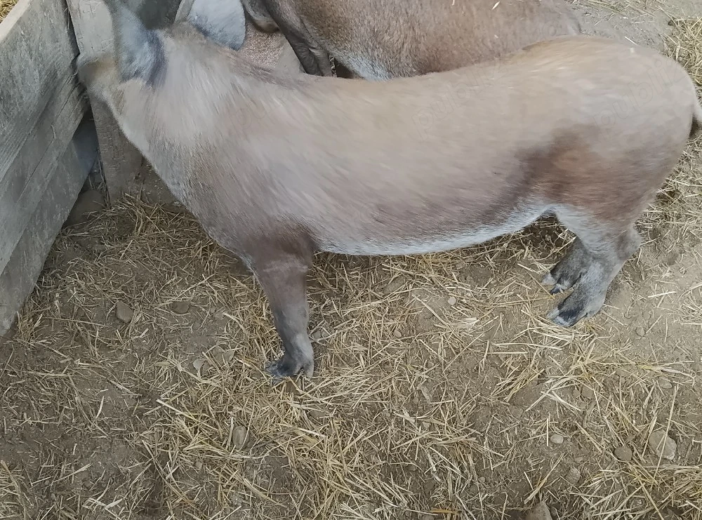Vand porci 