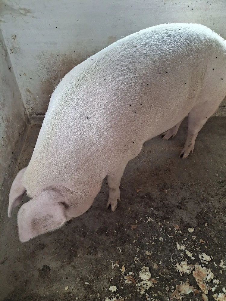 vind porc gras 