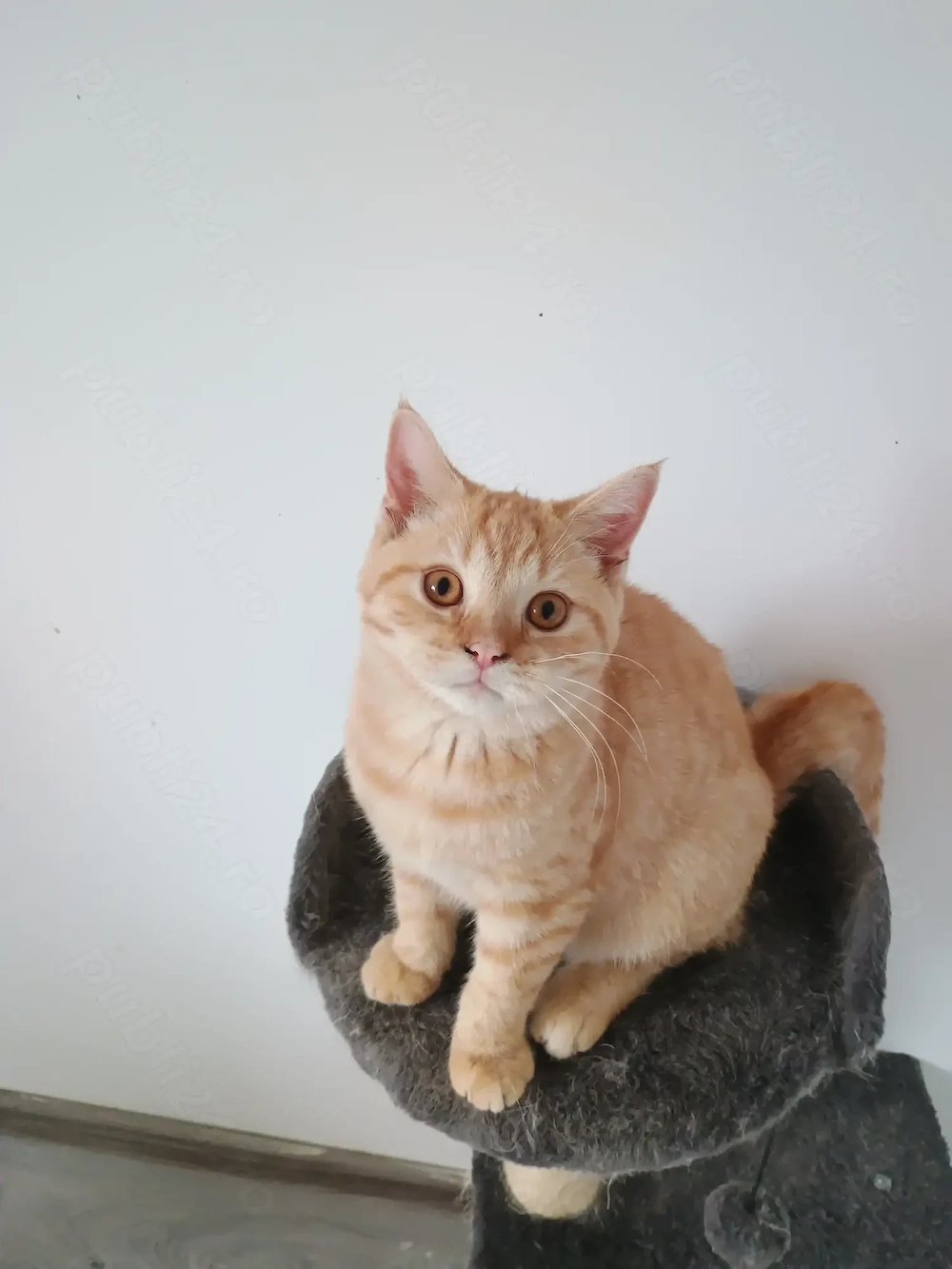 Red Boy(BSH d)