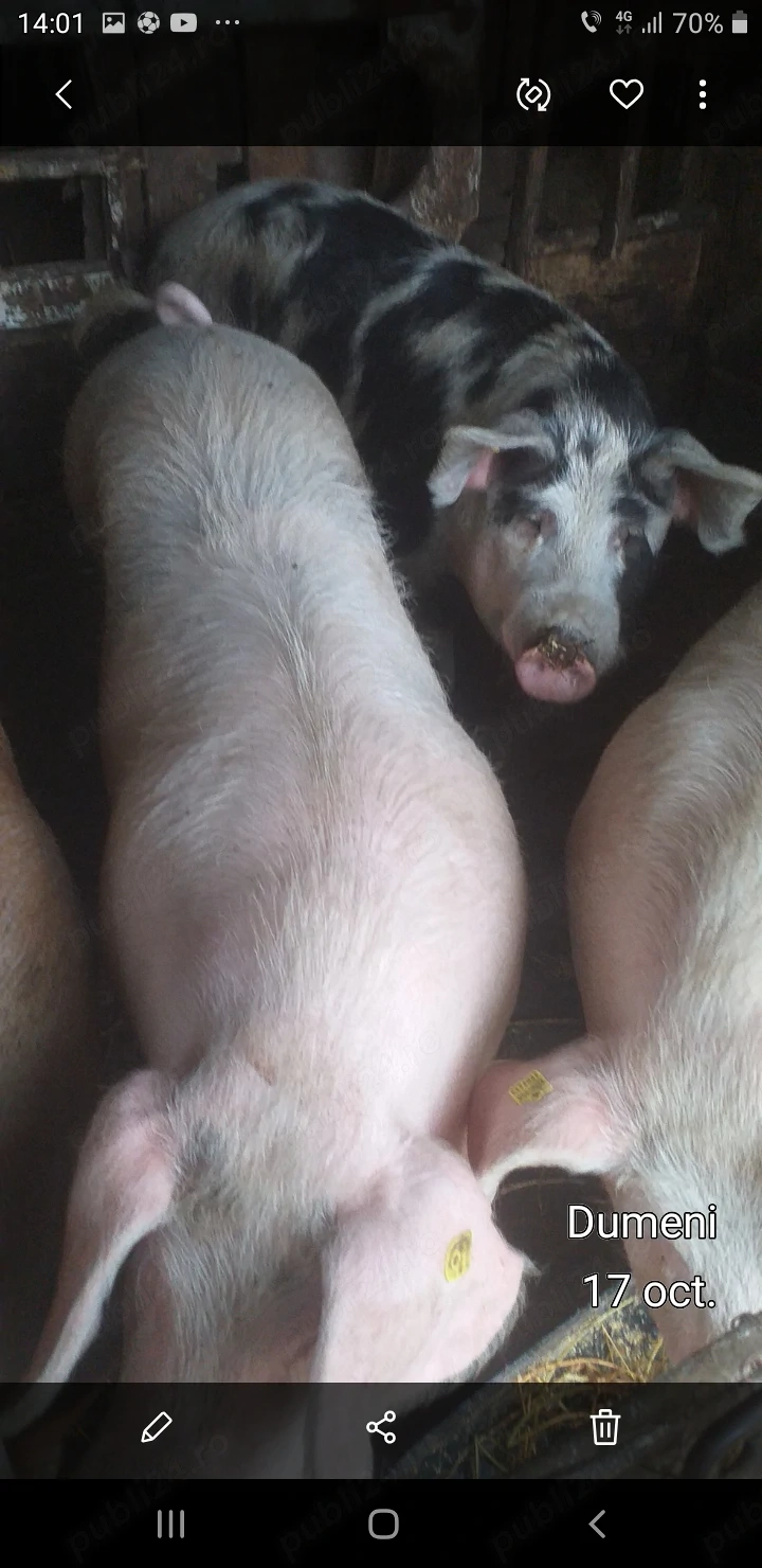 Vand porci pentru tăiat   crescuti în gospodărie 