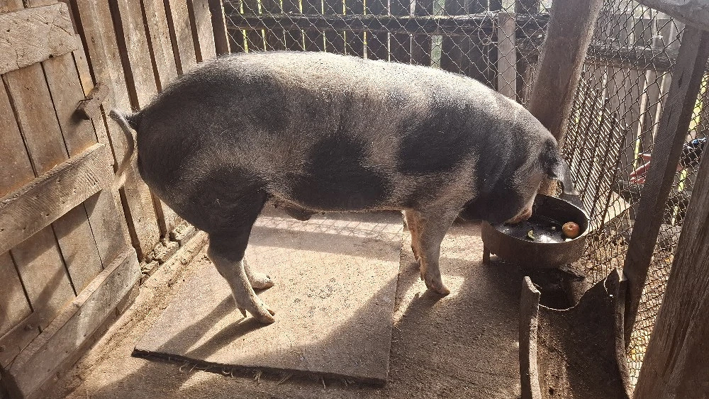 Porc de Vanzare 