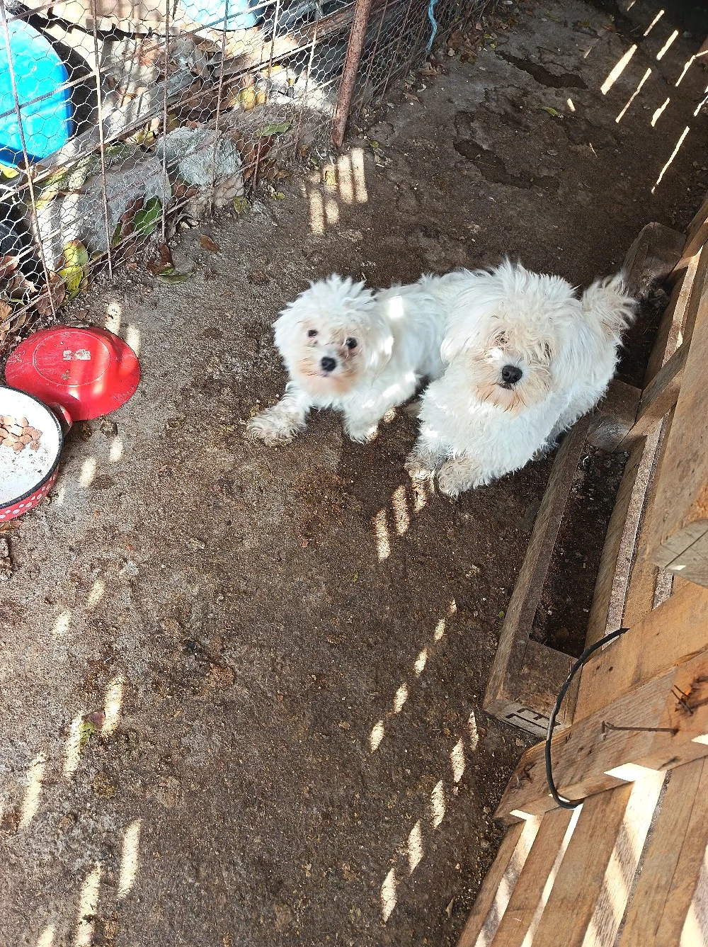 cățele bichon 