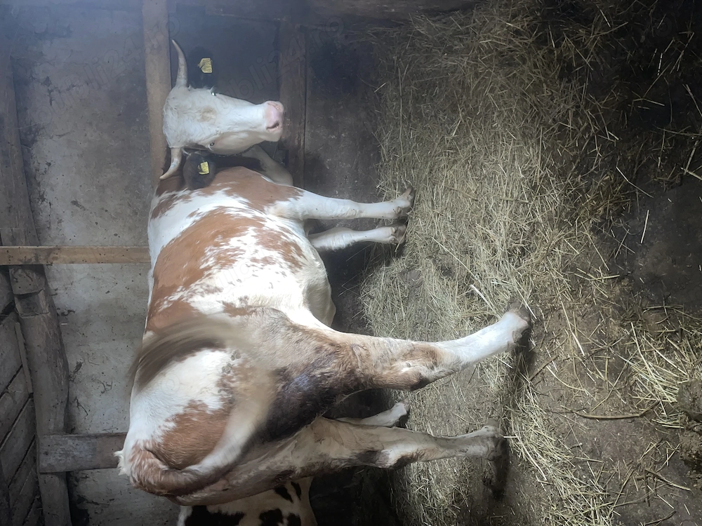 Vând vaca la a doua fătare!