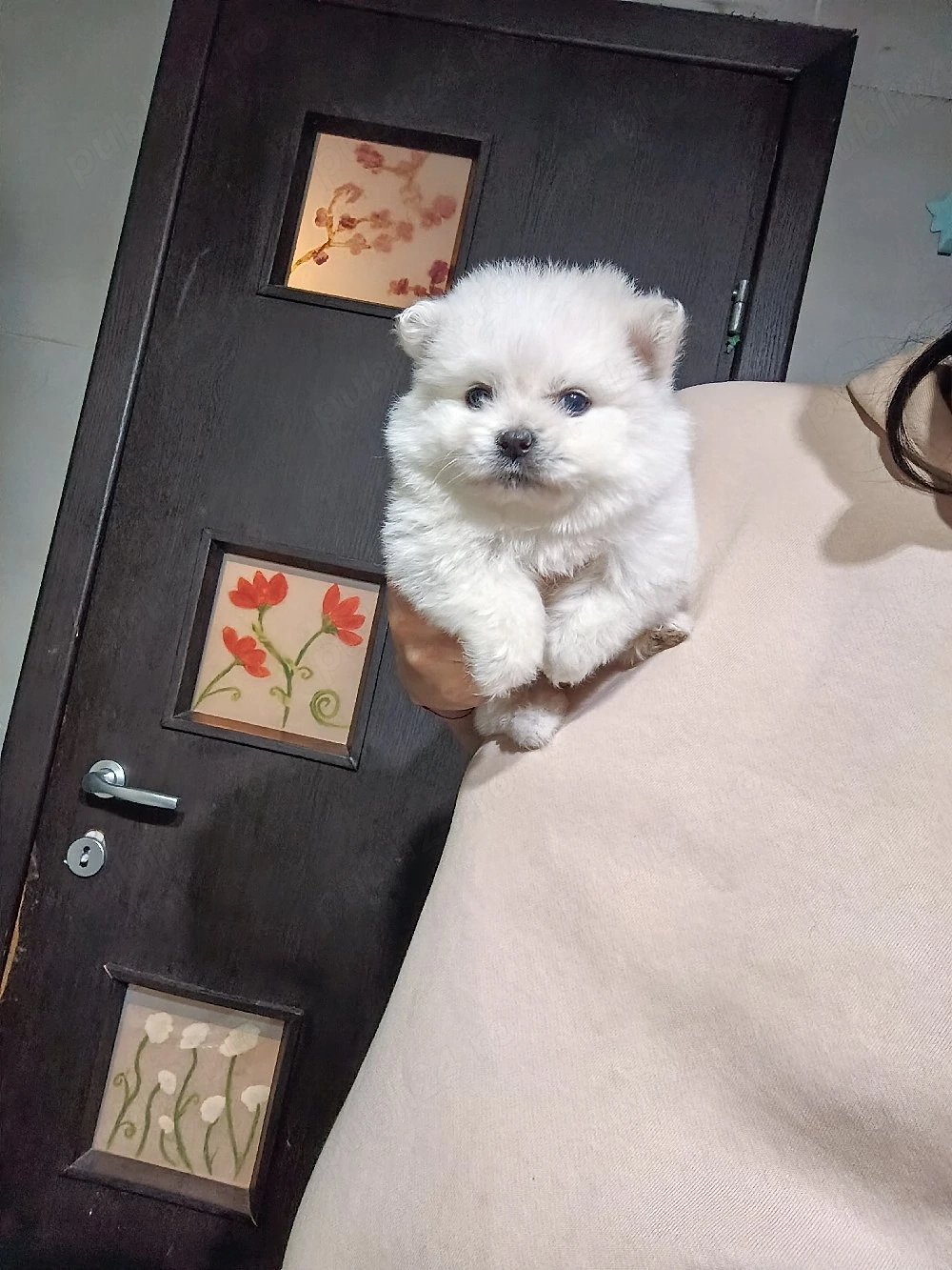 Puiuti Pomeranian talie mica 