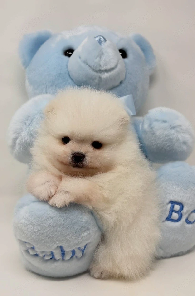 Baietel si fetita Pomeranian mini