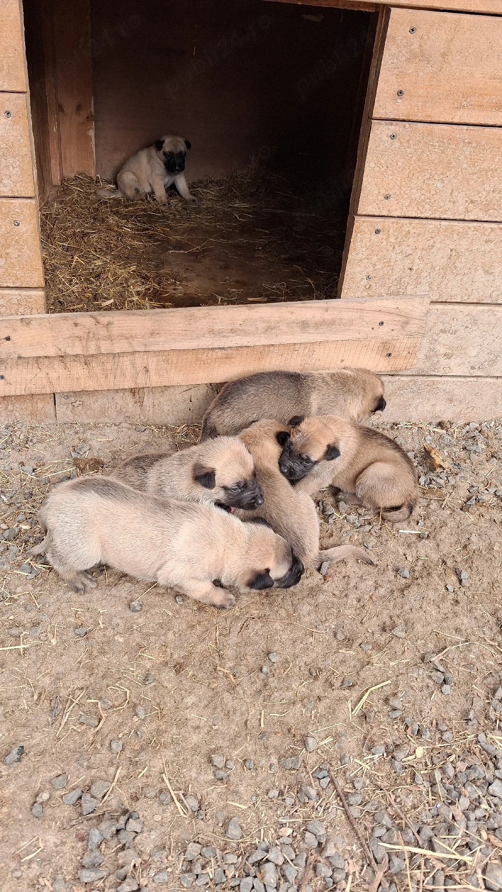 vand caini ciobanesc belgian(MALINOIS)