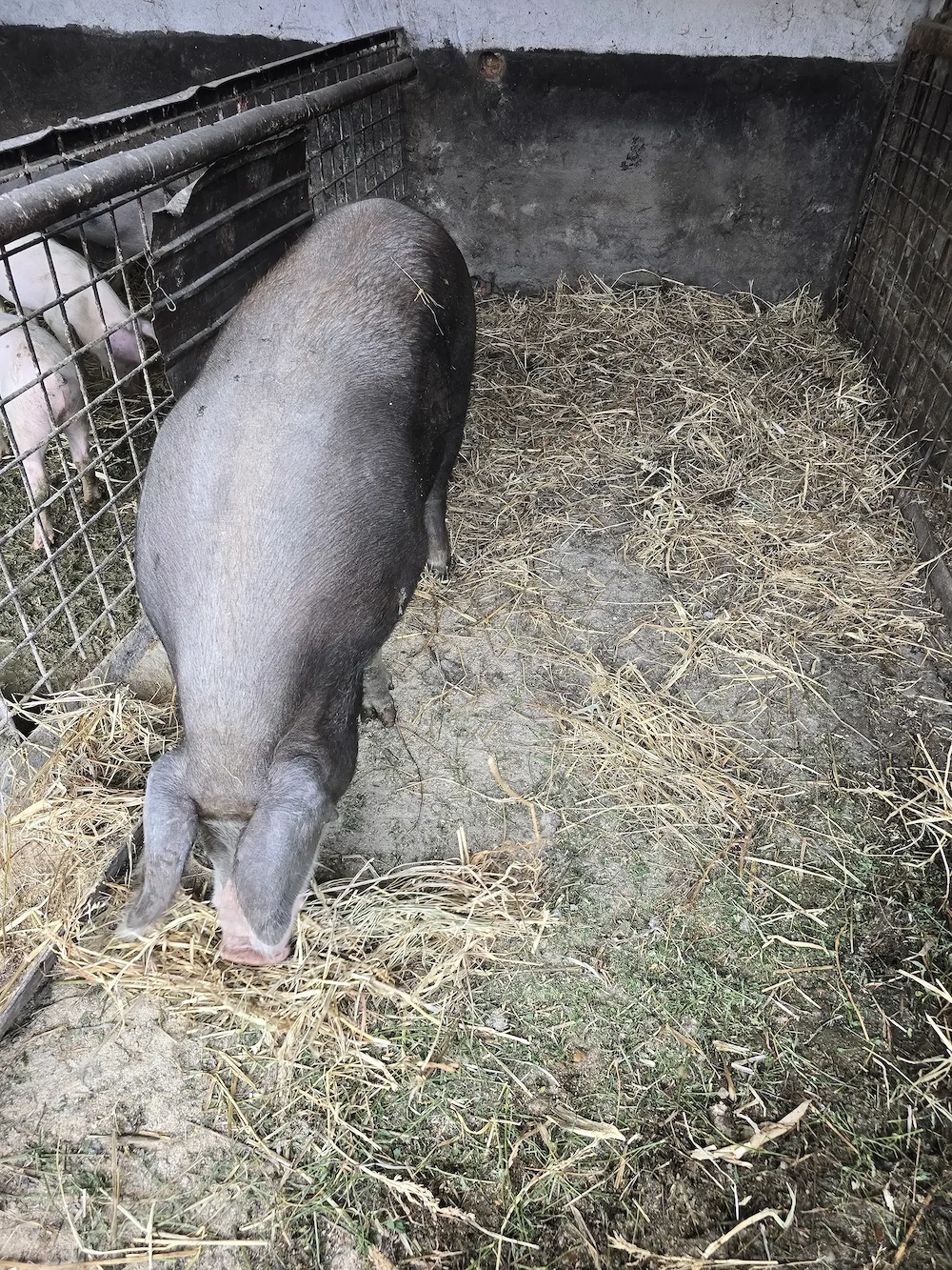 Se vinde porc masiv 250 kg natural din rasa Duroc