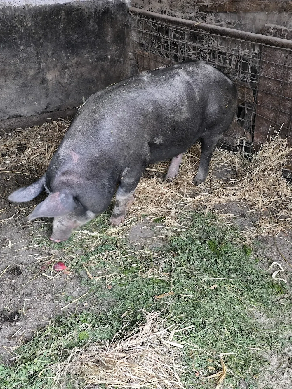Vand porc rasa  Pietran de carne - 250 kg