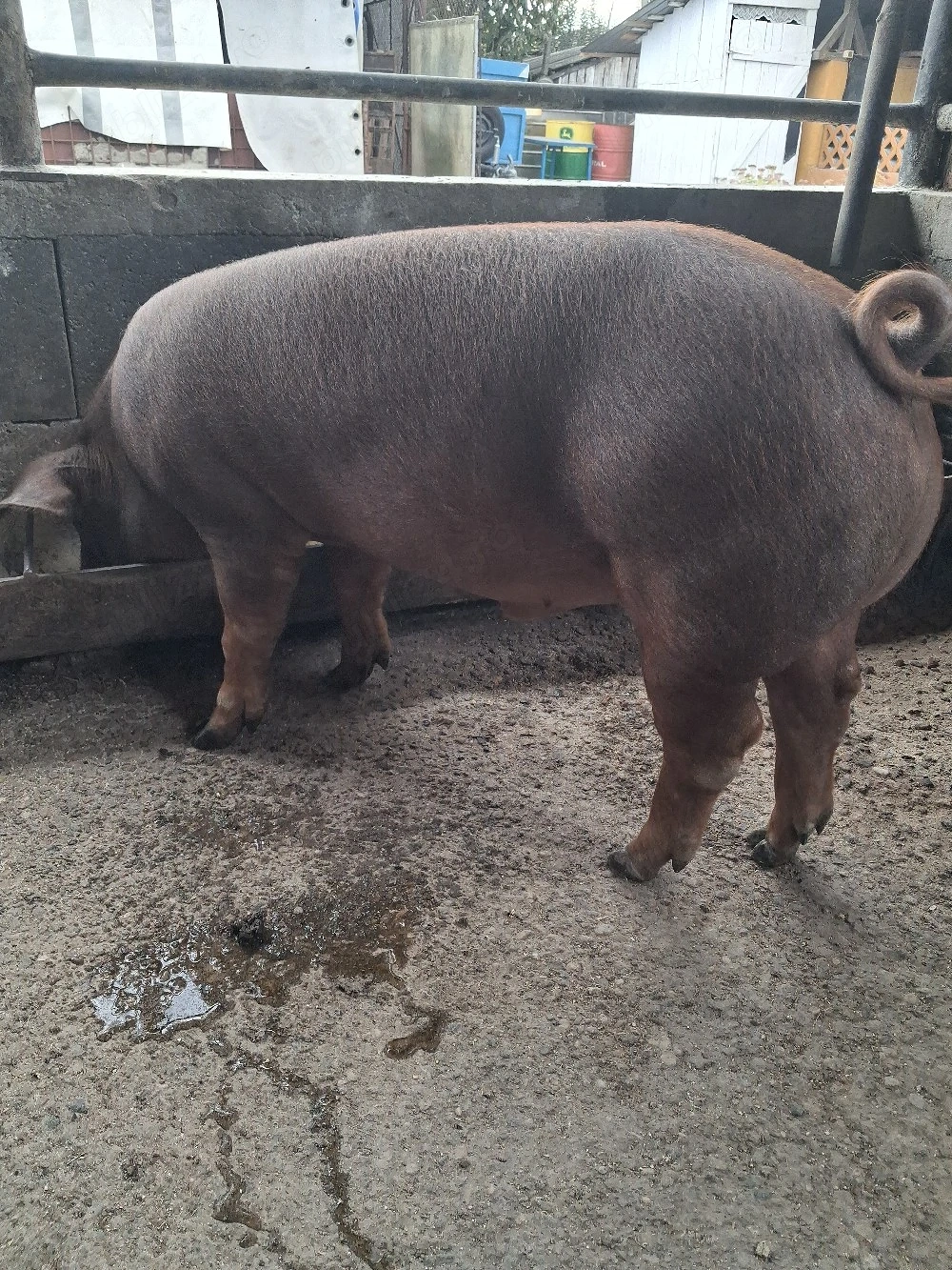 de vanzare 1 mascul 75..80 kg rasă duroc ofer transport