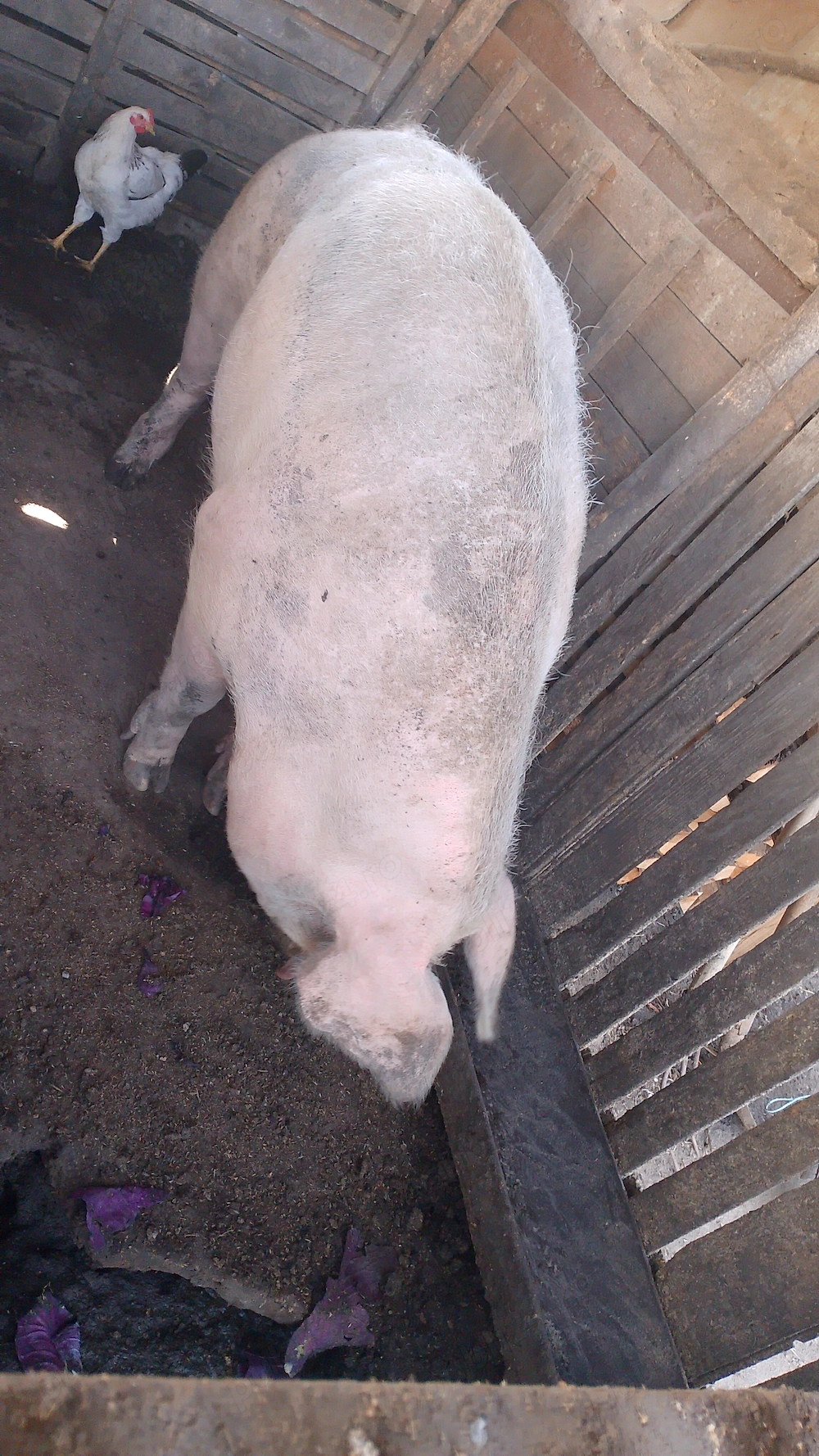 Porci de vânzare 