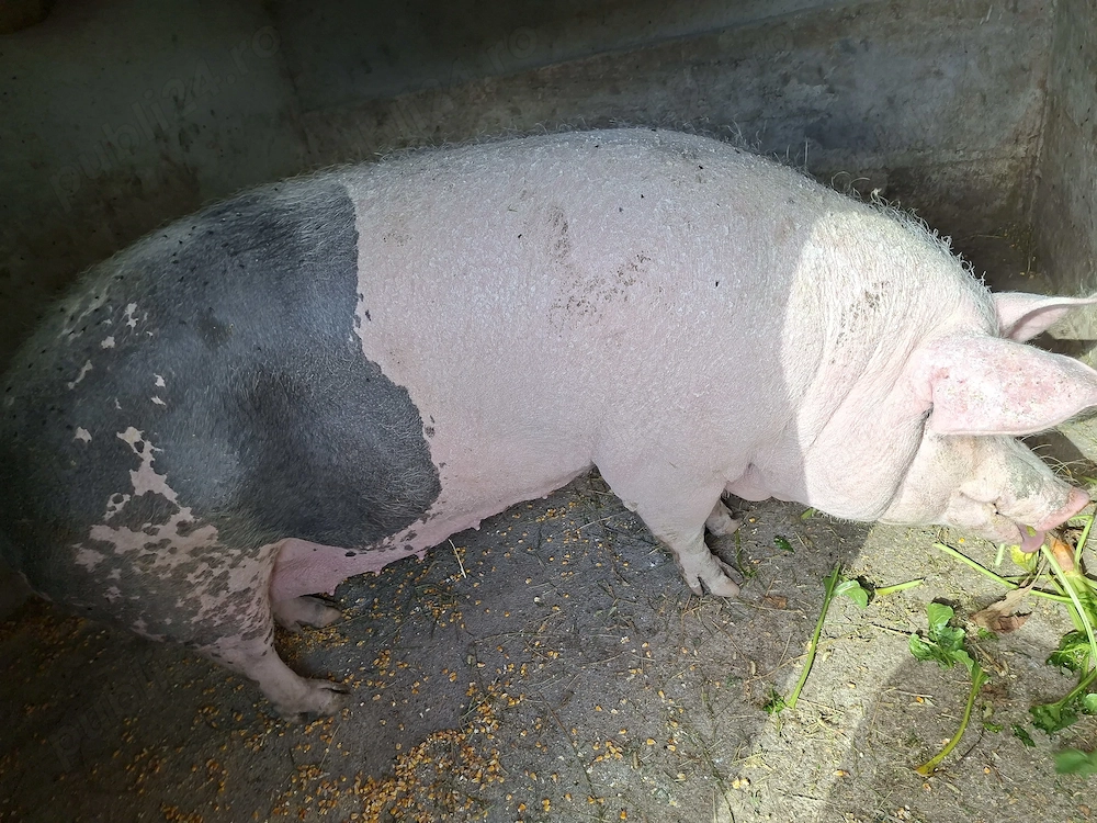 Vând porc de peste 300 de kg !