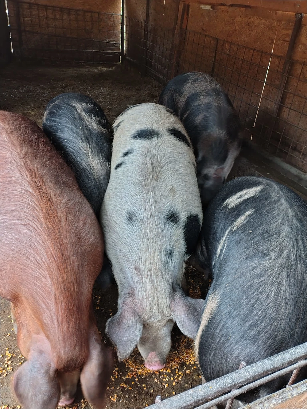 Vand porci grasi