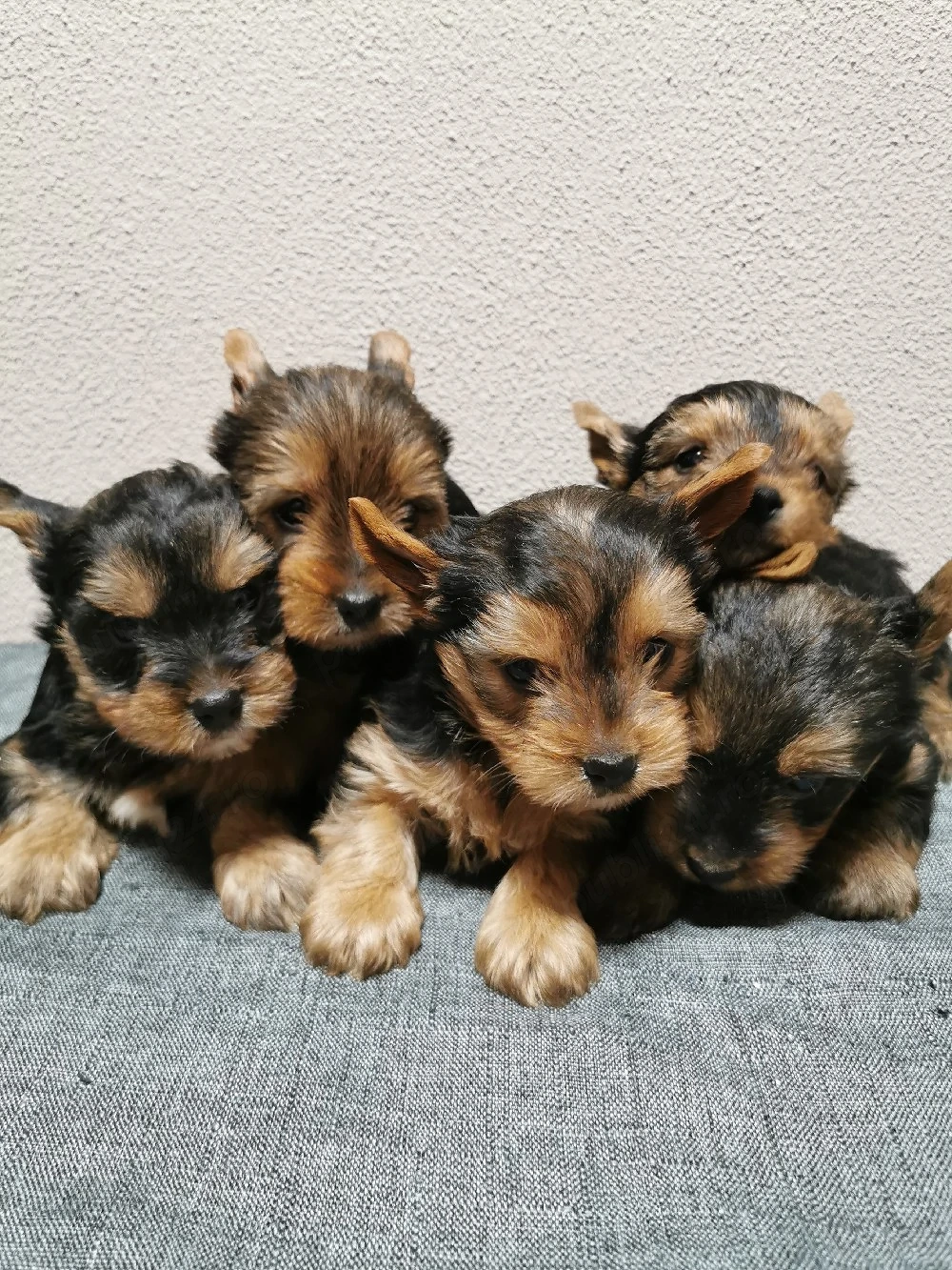 Yorkshire terrier toy 