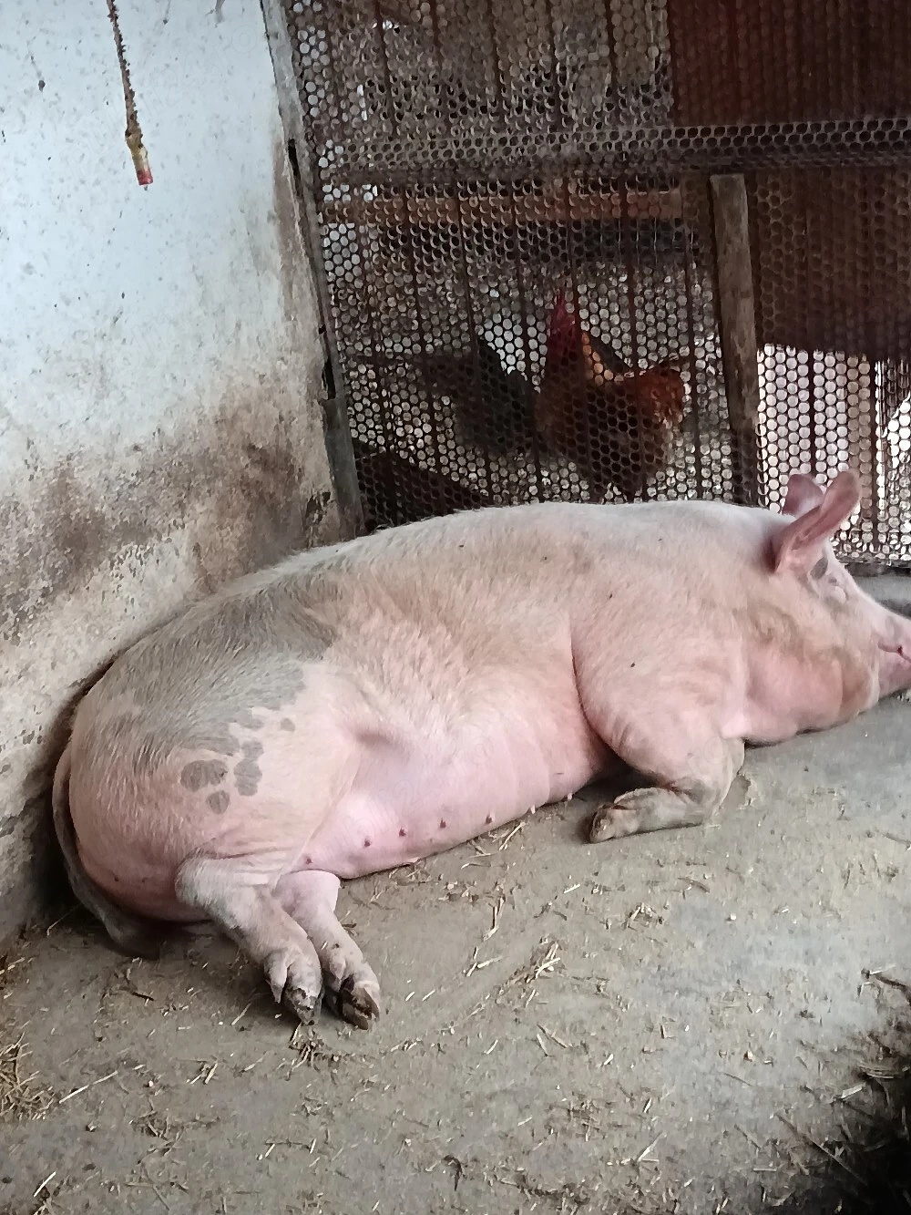 Vând porc 