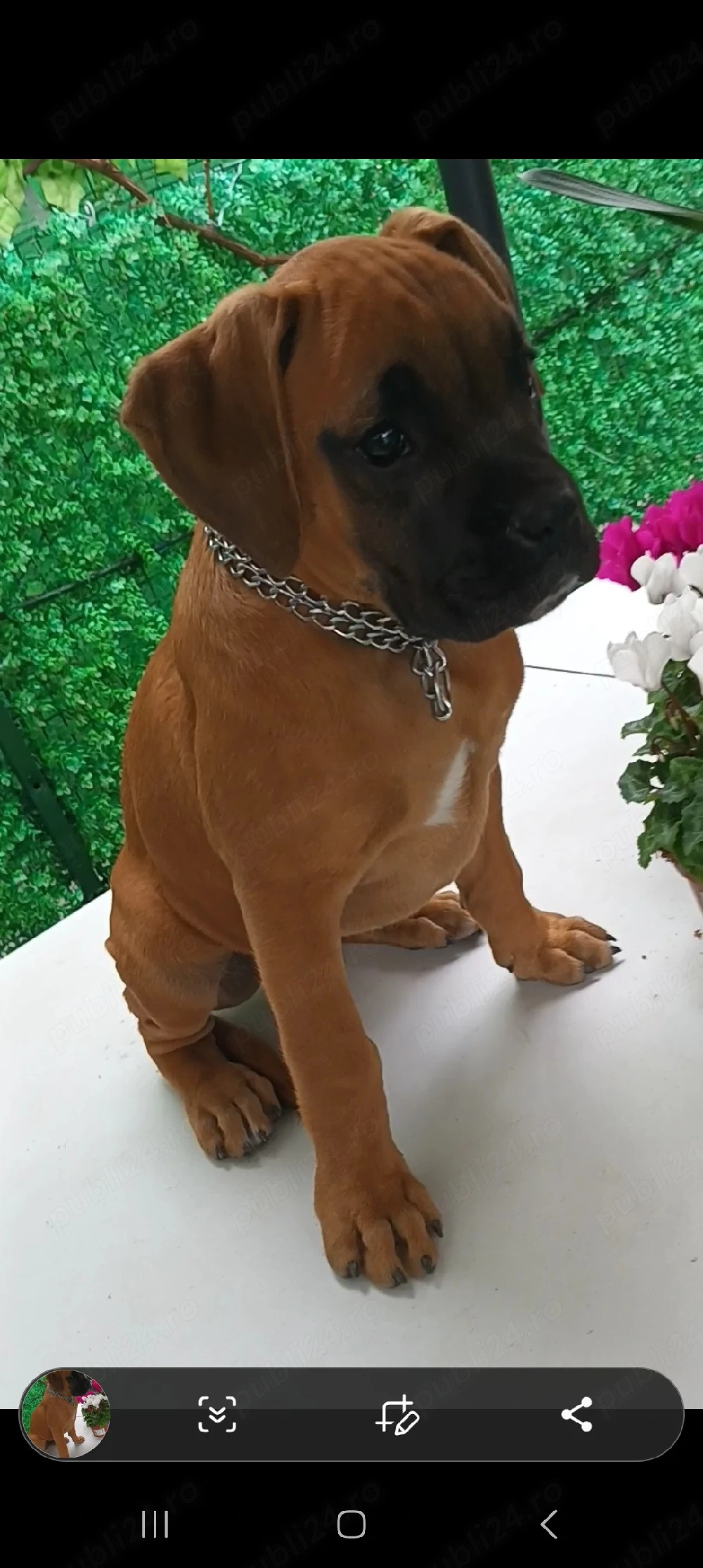 pui boxer german gold 3 luni