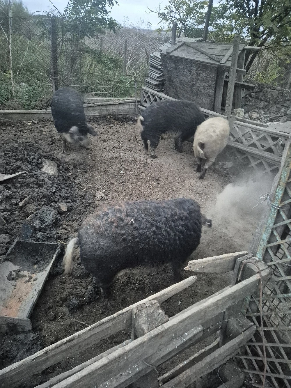Vand porci mangalita