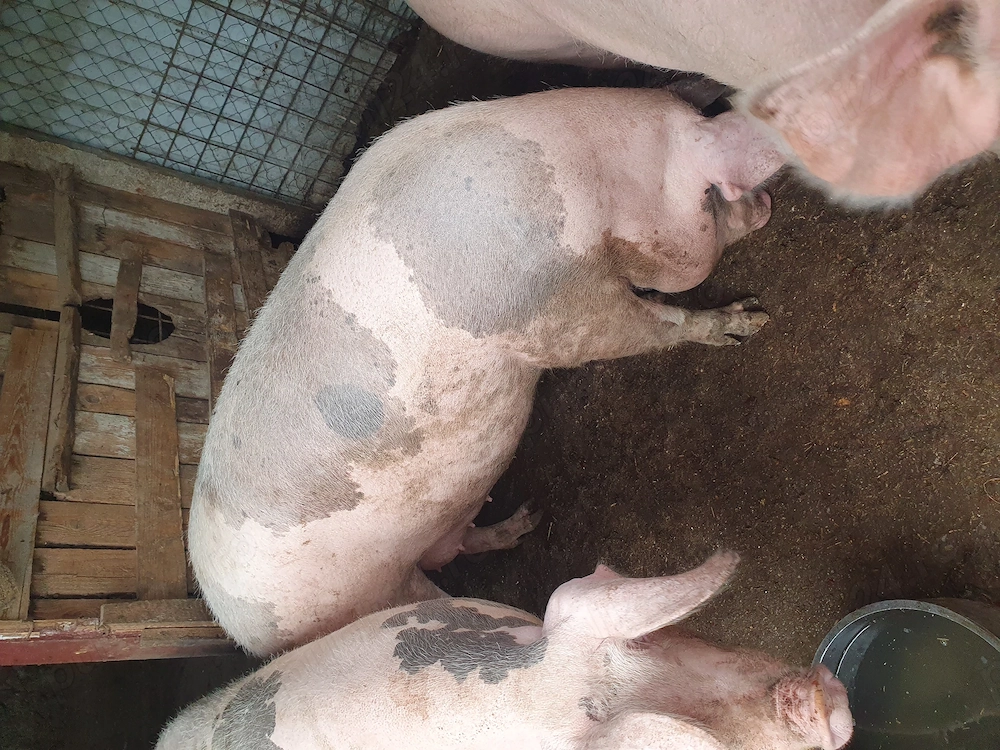 De vanzare purcea nu a fost montata niciodată!