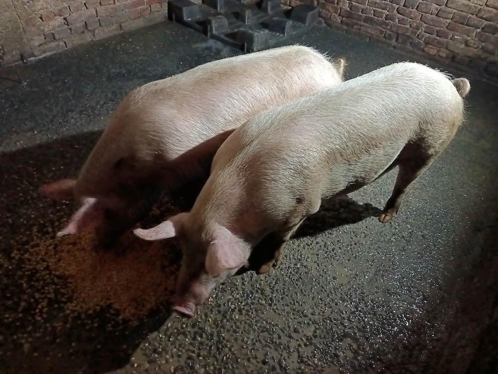 Porci de Vânzare TEL. .GOSPODĂRIE PROPRIE!Crescuți cu cereale și Resturi alimentare 
