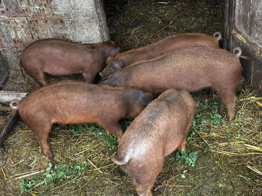 duroc 8 saptamani
