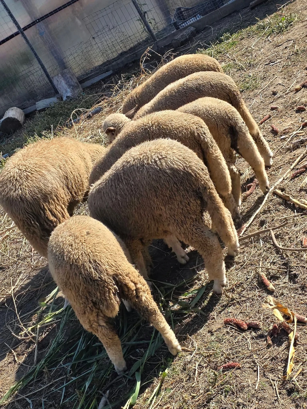 Cârlani miei de vânzare 
