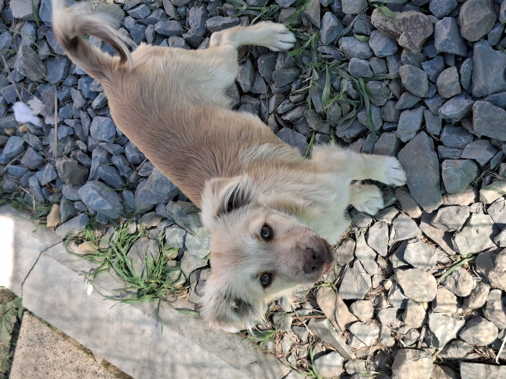 Adopție cățeluși!