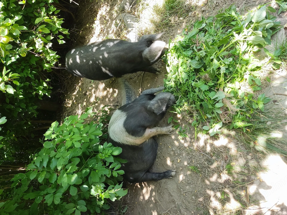 Porci de vânzare 