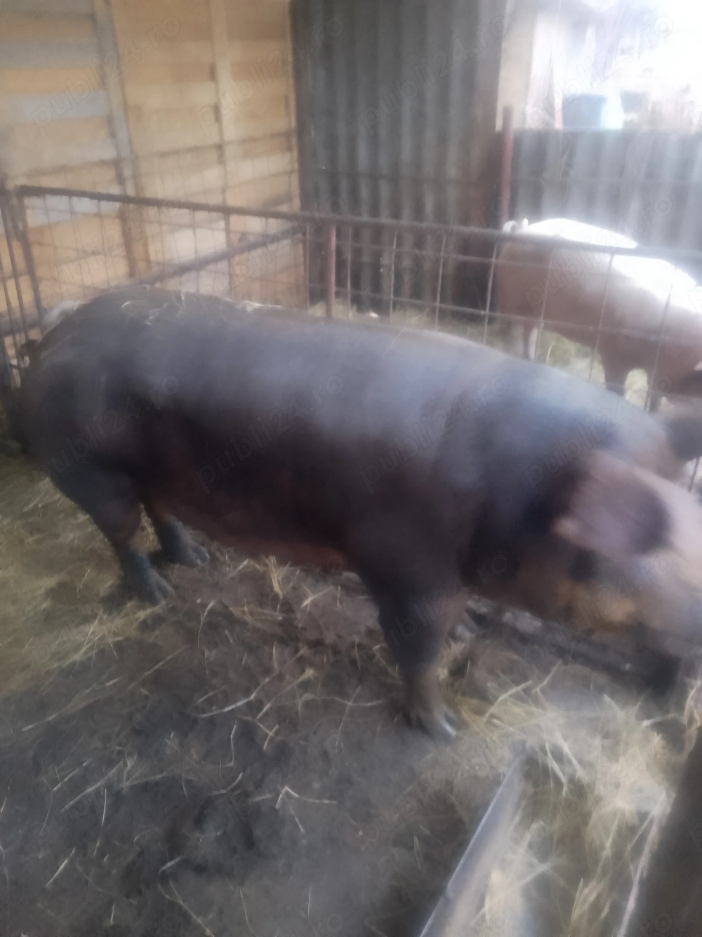 Vând scroafa duroc