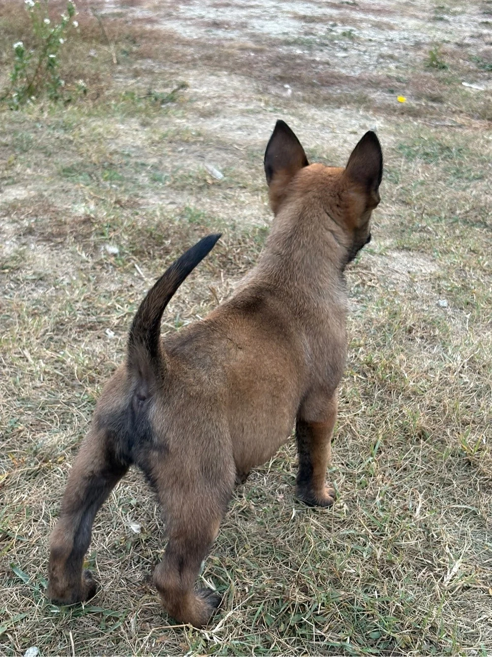 Belgian Malinois