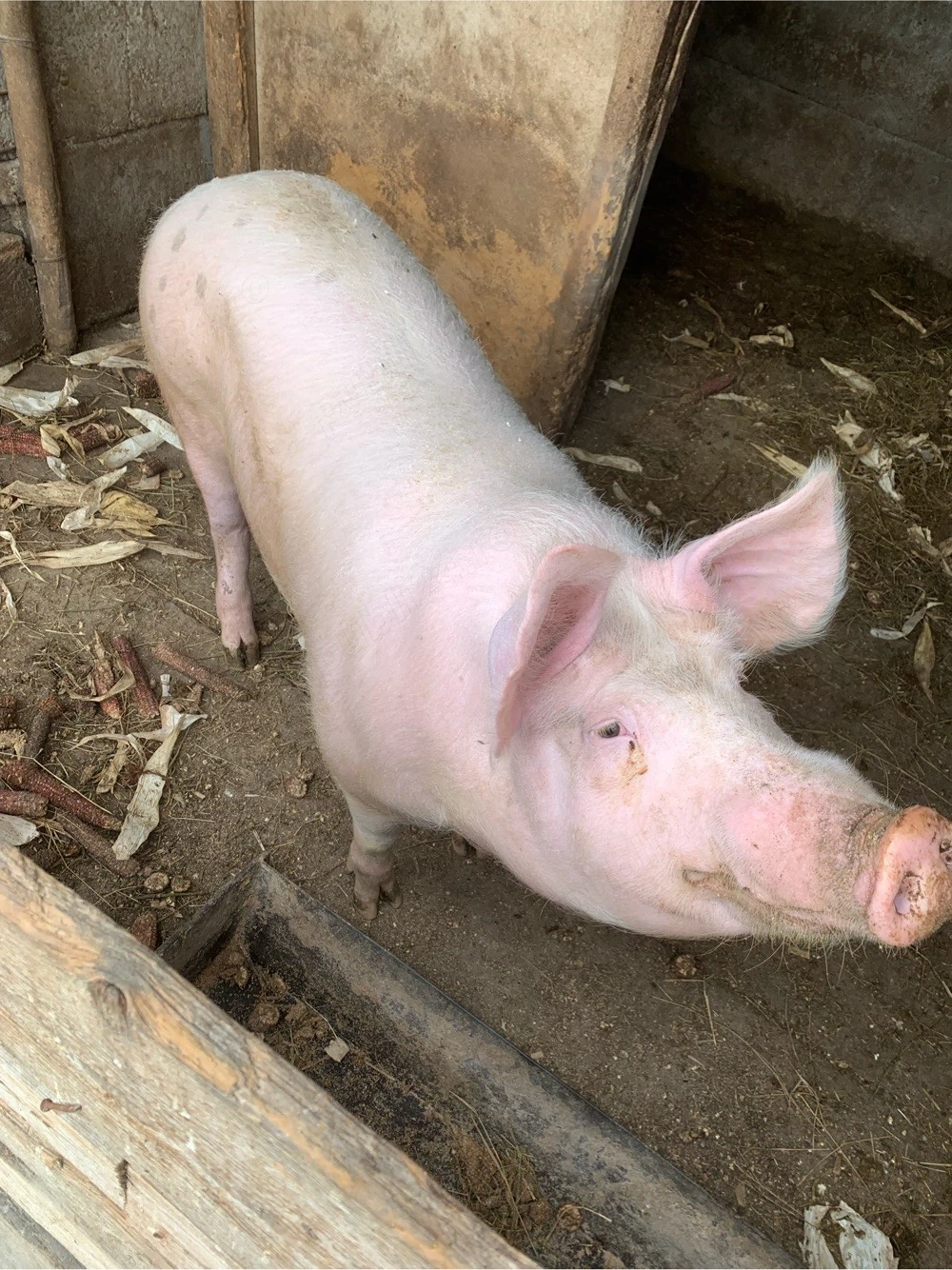 Porc vanzare