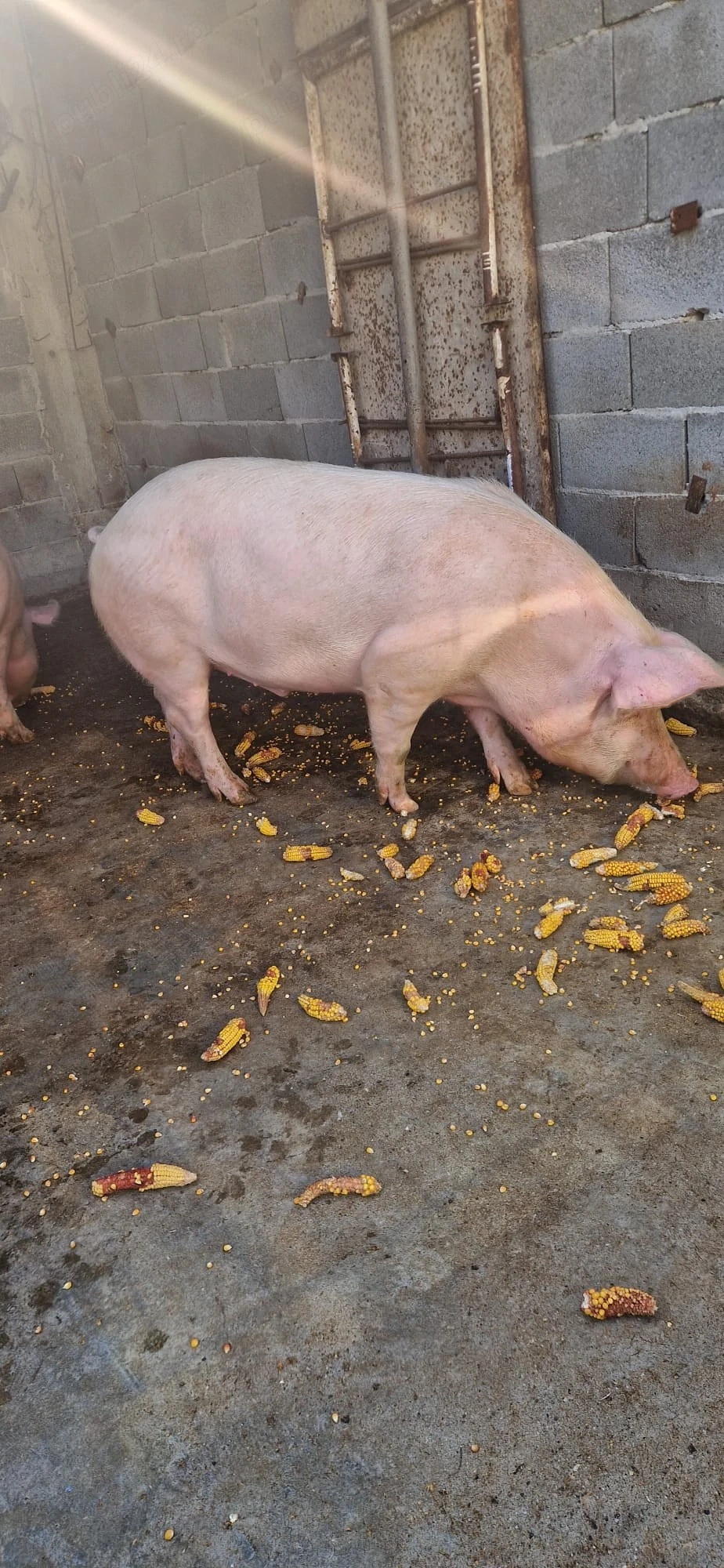 Porci de vanzare