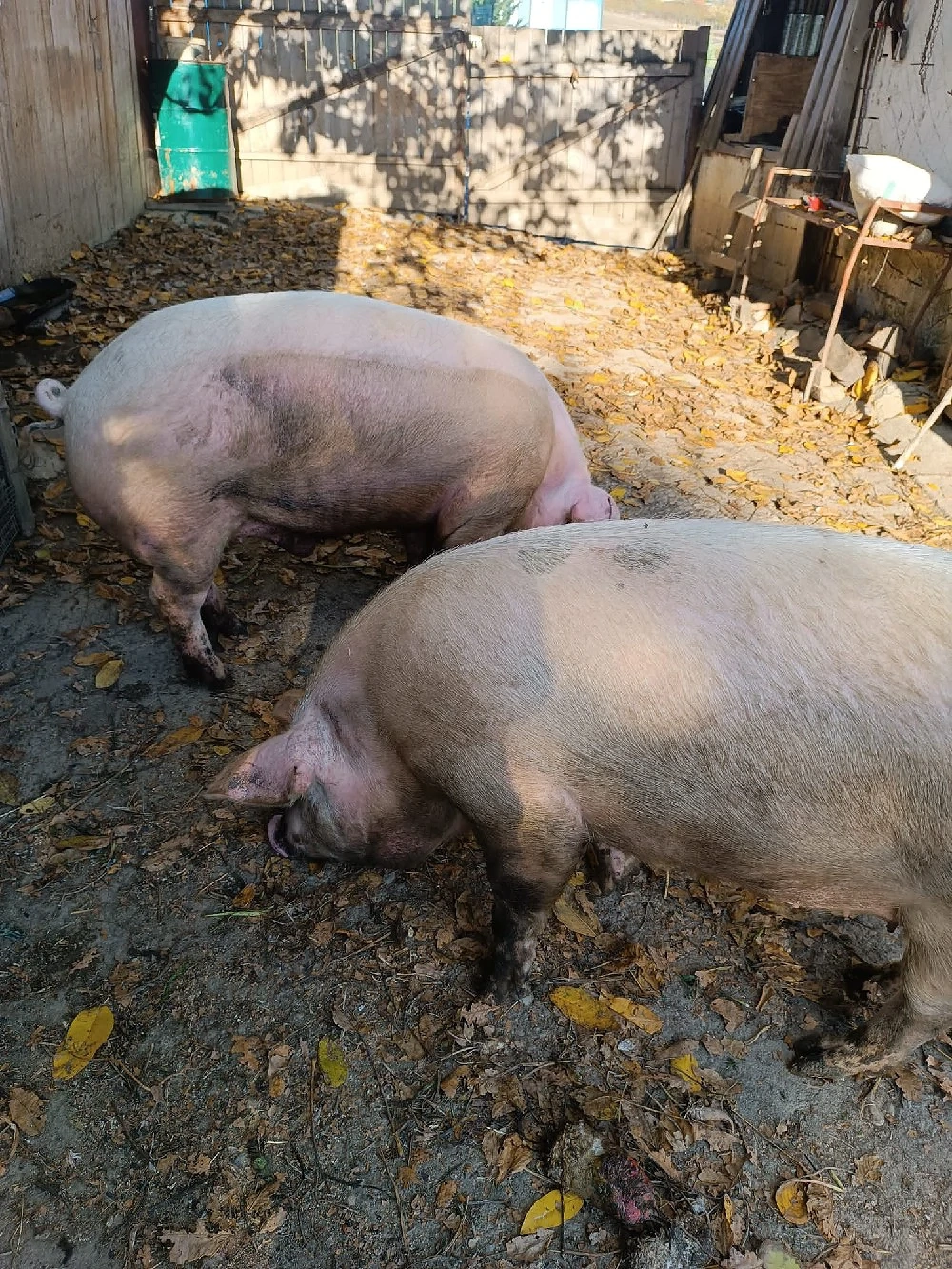 Vand porc de carne
