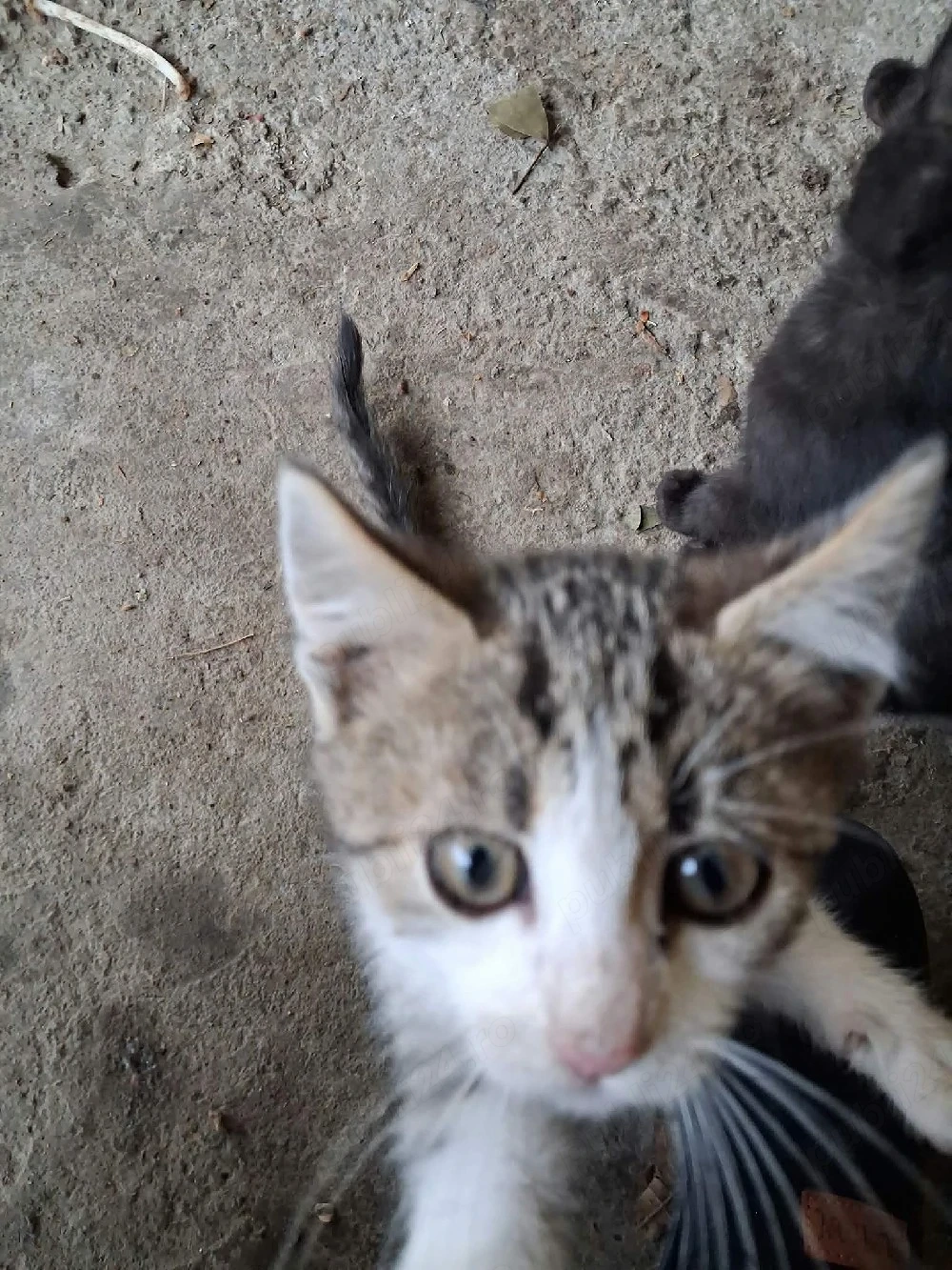pisoi spre adoptie