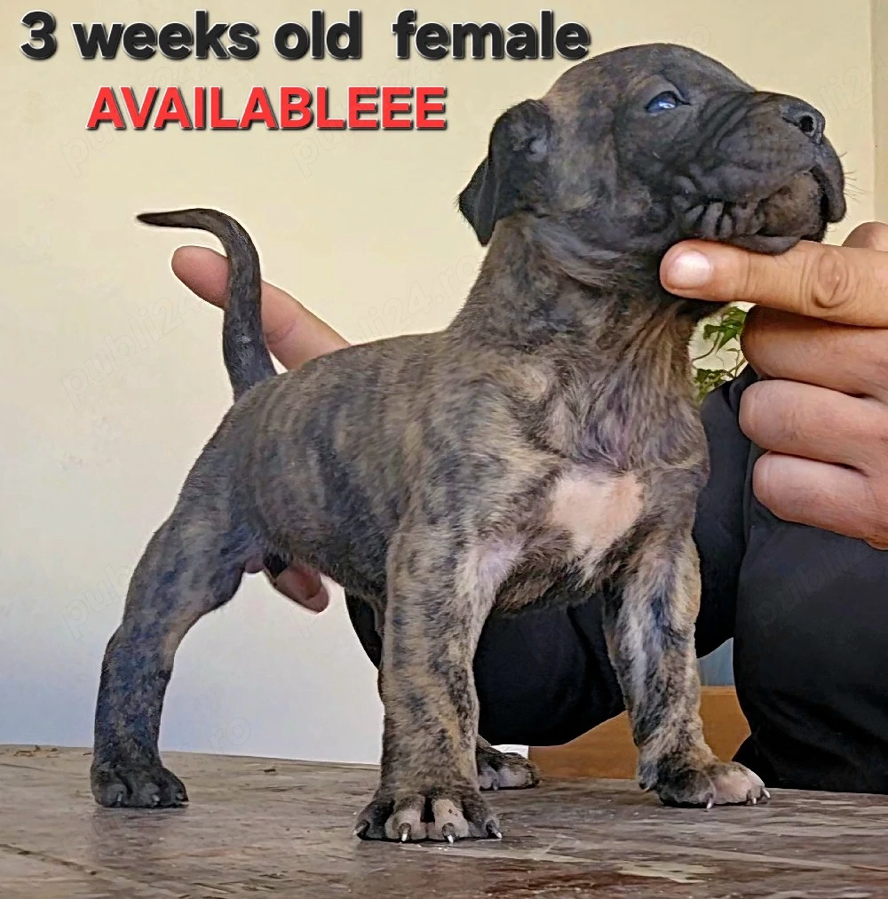 Presa Canario - catei de vanzare