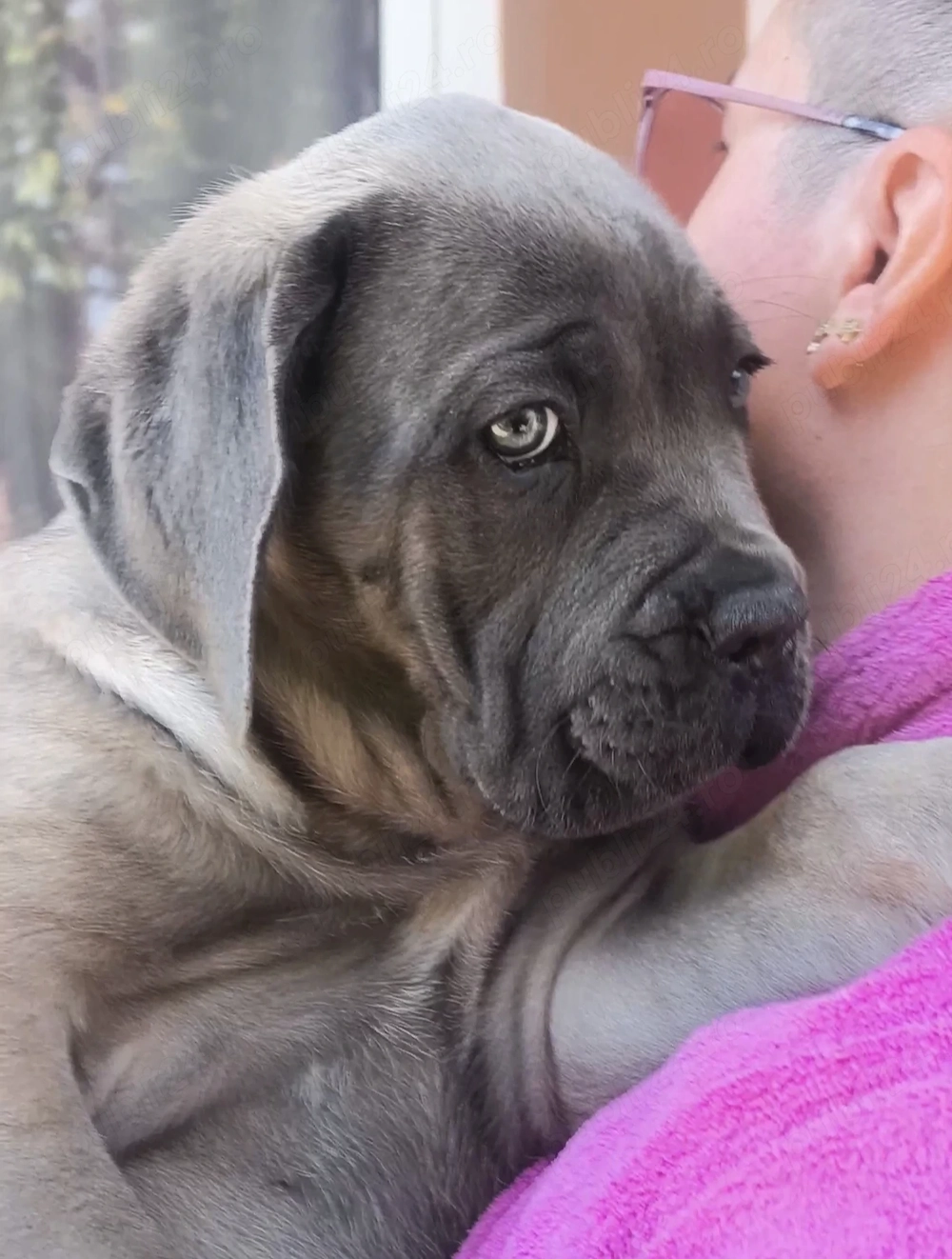 Căței Cane Corso 