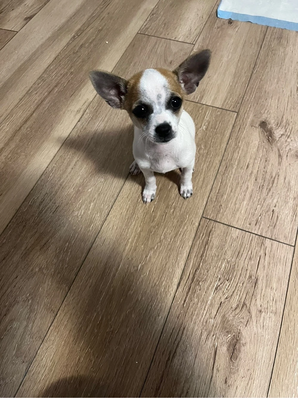 Pui Chihuahua de vânzare