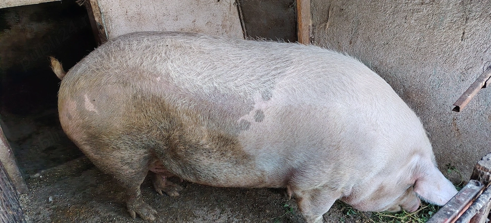 Porci de țară 
