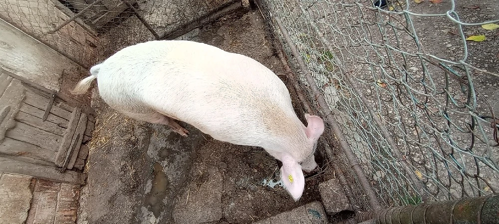 Porci de vânzare 